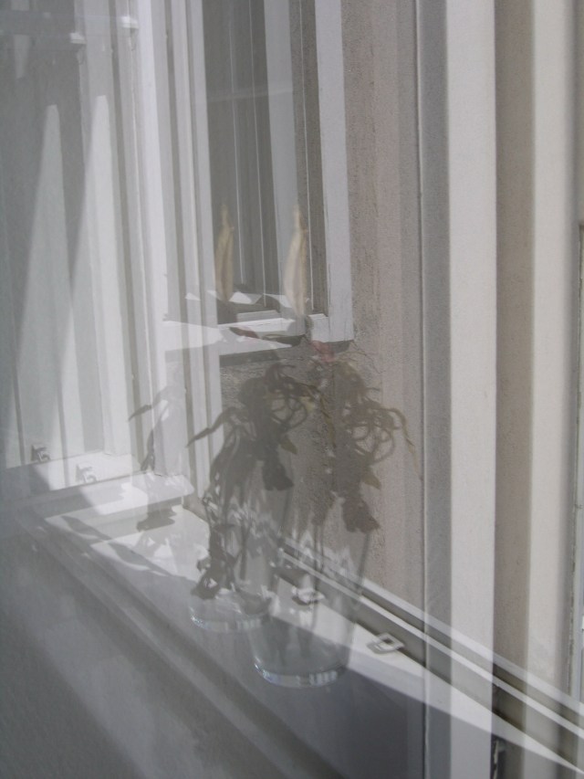 © Renate Egger. Herbarium Tulpen/Herbarium tulips. Getrocknete Tulpen, Installation, Fotografie/Dried tulips, installation, photography, 2007