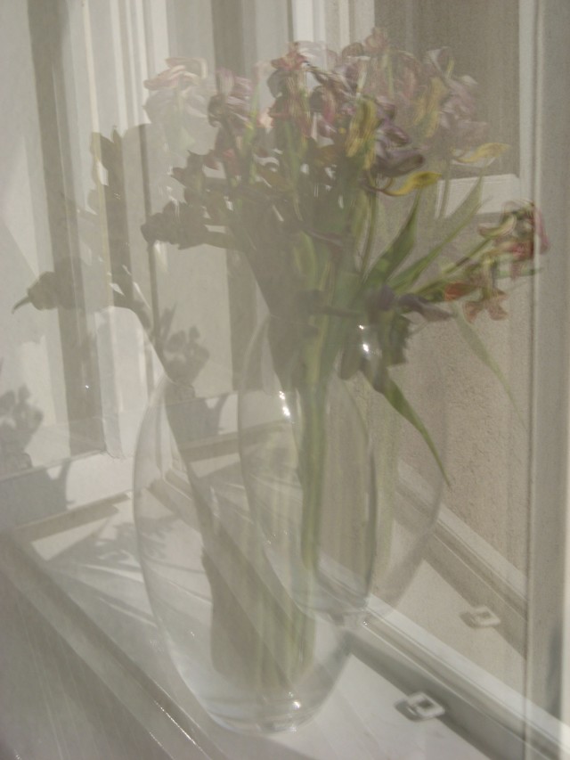 © Renate Egger. Spiegelung. Tulpen/Reflection. Tulips. 2011 Installation, Fotografie/Installation, photography