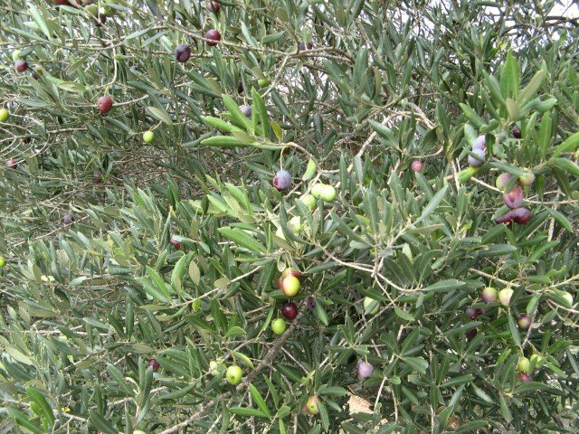 © Renate Egger. Olivenbaum/Olive-tree. Losijn, Croatia, 2010