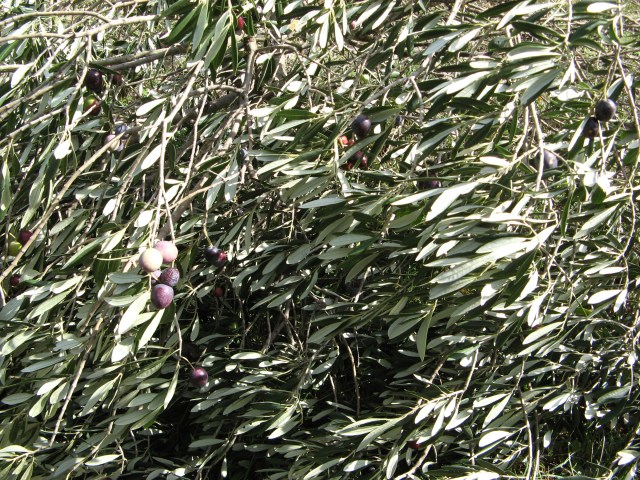 © Renate Egger. Olivenbaum/Olive-tree. Losijn, Croatia, 2010