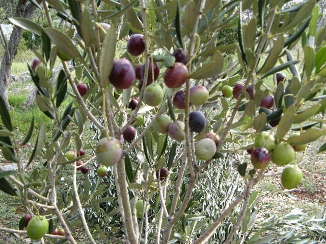 © Renate Egger. Olivenbaum/Olive-tree. Losijn, Croatia, 2010