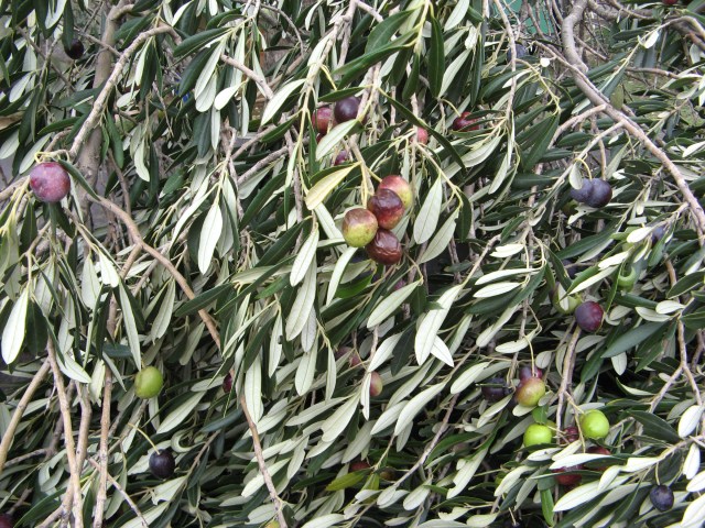 © Renate Egger. Olivenbaum/Olive-tree. Losijn, Croatia, 2010