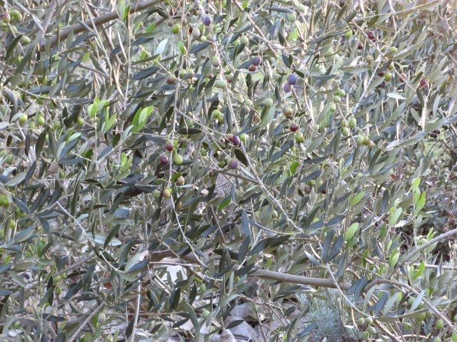 © Renate Egger. Olivenbaum/Olive-tree. Losijn, Croatia, 2010