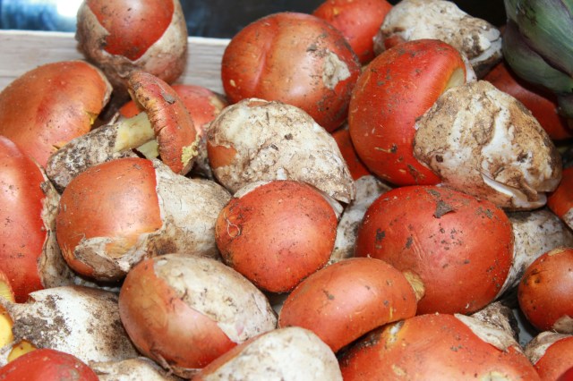 © Renate Egger. Kaiserling/Amanita caesarea/Caesar`s Mushroom. Artist in Residence. Rome, Italy 2011 