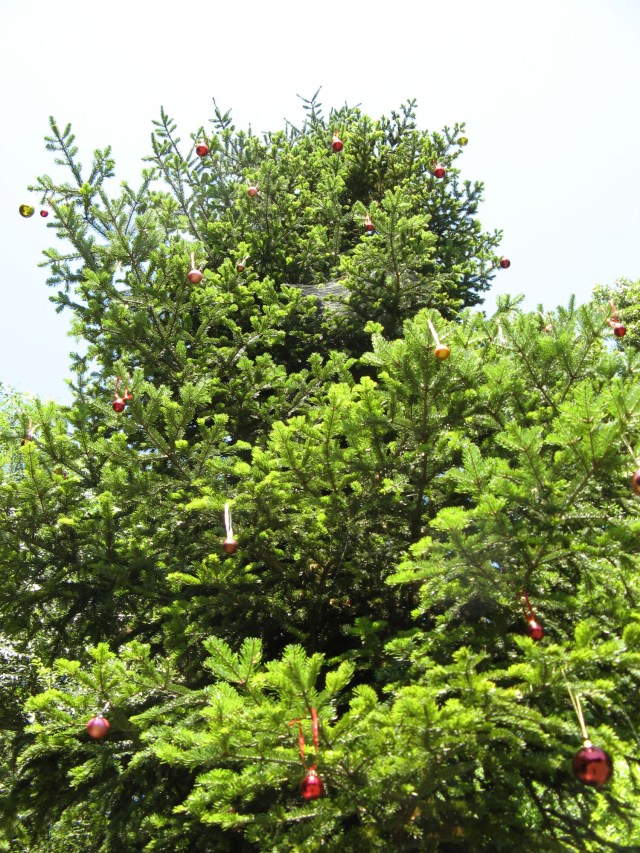 © Renate Egger. Weihnachtsbaum/Christmas tree, 2011. Installation, Weihnachtskugeln, Baum, Fotografie, Video/Installation, christmas balls,  tree, photography, video. M`Illumino D`Immenso. Artfarm Pilastro. Pilastro di Bonavigo, Verona, Italy 