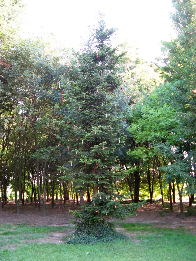 © Renate Egger. Weihnachtsbaum/Christmas tree, 2011. Installation, Weihnachtskugeln, Baum, Fotografie, Video/Installation, christmas balls,  tree, photography, video. M`Illumino D`Immenso. Artfarm Pilastro. Pilastro di Bonavigo, Verona, Italy 