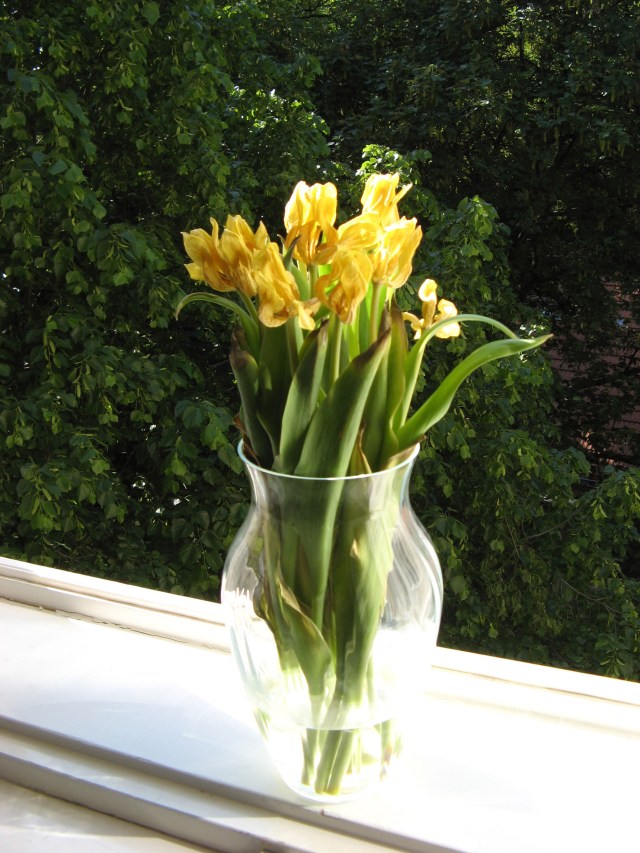 © Renate Egger. Herbarium Tulpen/Herbarium tulips, 2012. Installation, Fotografie/Installation, photography