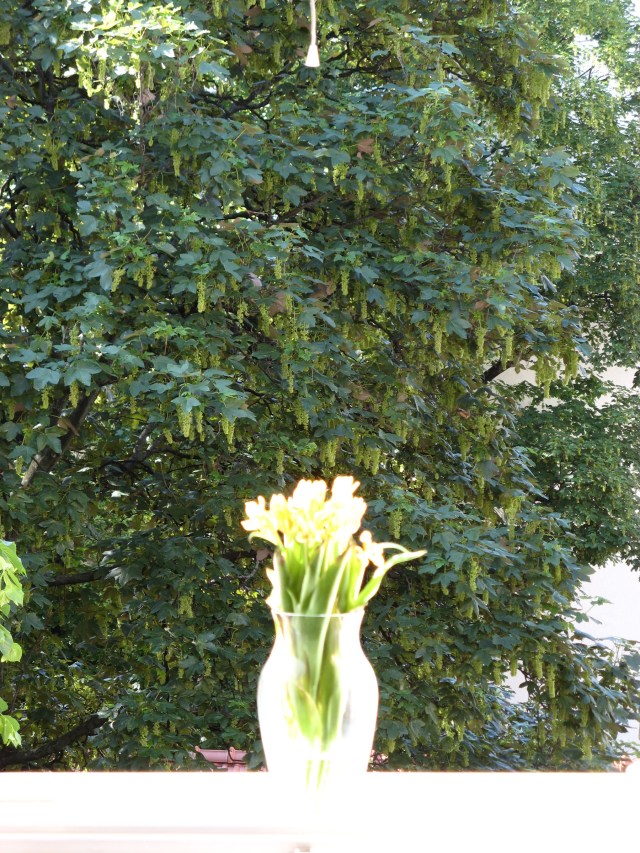 © Renate Egger. Herbarium Tulpen/Herbarium tulips, 2012. Installation, Fotografie/Installation, photography
