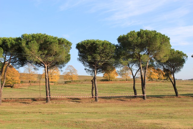 © Renate Egger. Paradies/Paradise/Paradiso. Installation. Bäume, Absperrband/Trees, barrier tape. Artist in Residence. Domus Artium. Azienda Agricola Colonna. Cervinara, Paliano, Italy, 2011
