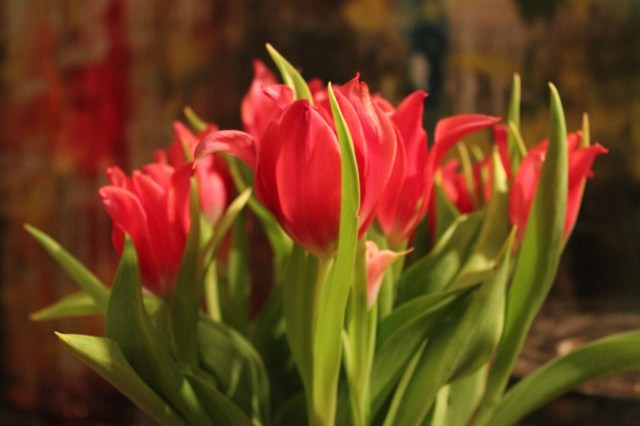 © Renate Egger. Tulpen/Tulips, 2014 