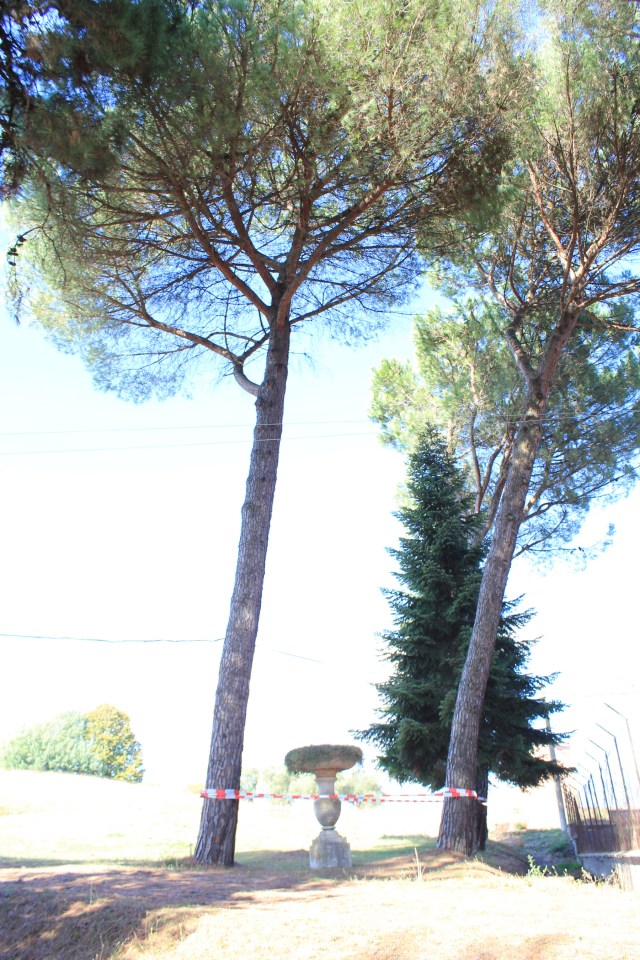 © Renate Egger. Paradies/Paradise/Paradiso II. Installation. Bäume, Absperrband/Trees, barrier tape. Artist in Residence. Domus Artium. Azienda Colonna. Cervinara, Paliano, Italy, 2011