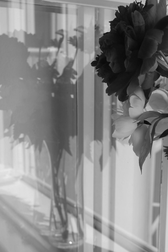 © Renate Egger. Pfingstrosen/Peonies, 2012