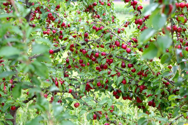 © Renate Egger. Harvest, 2015