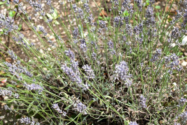 © Renate Egger. Harvest, 2015.