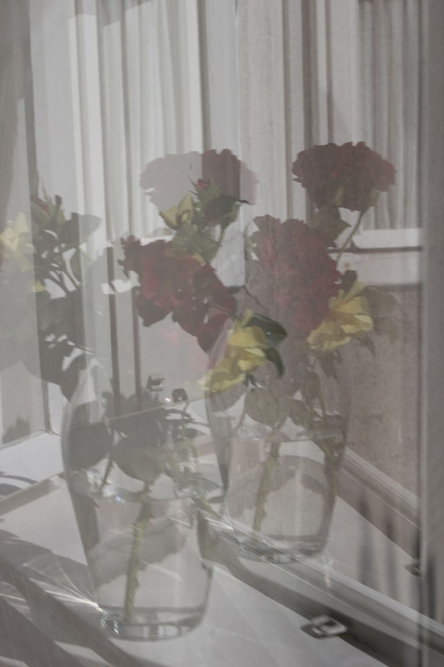 © Renate Egger. Rosen/Roses, 2015. Series: Spiegelung/Reflection