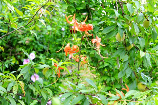 © Renate Egger. Nature, 2015